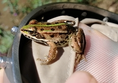 Pelophylax kurtmuelleri