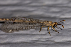 Clathroneuria schwarzi