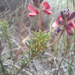 Indigofera heterophylla