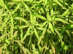 Ludwigia leptocarpa