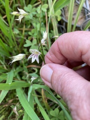 Melasphaerula graminea