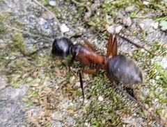 Camponotus chromaiodes