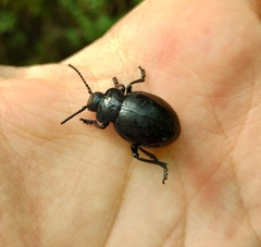 Timarcha tenebricosa