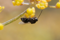 Cynipoidea