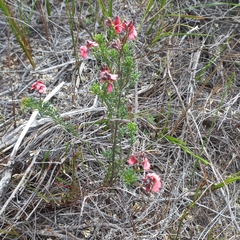 Indigofera heterophylla