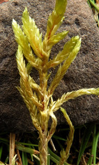 Pleurozium schreberi