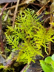 Thuidium urceolatum