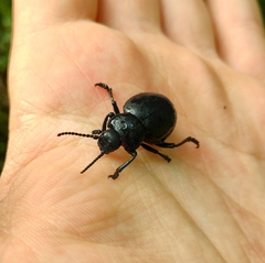 Timarcha tenebricosa