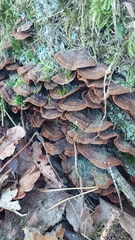 Hymenochaete rubiginosa