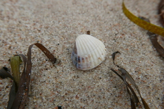 Cerastoderma edule