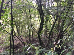 Melicytus ramiflorus