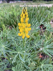 Lupinus luteus