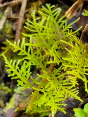 Thuidium urceolatum