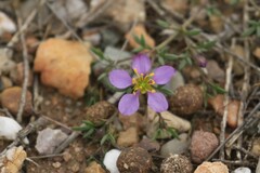 Fagonia cretica