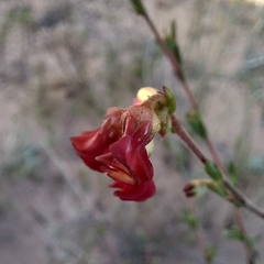 Hermannia joubertiana