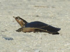 Apalone ferox