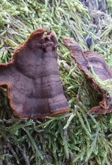 Hymenochaete rubiginosa