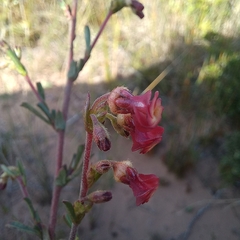 Hermannia joubertiana