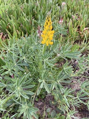Lupinus luteus