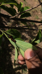 Lepidoptera