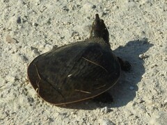 Apalone ferox