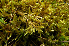 Pleurozium schreberi