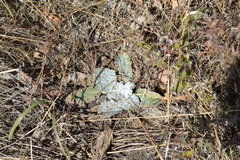 Salvia aethiopis
