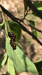 Lepidoptera