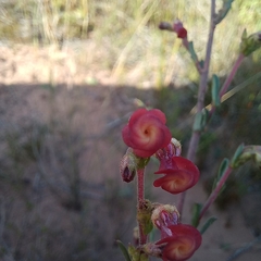 Hermannia joubertiana