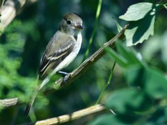 Empidonax minimus