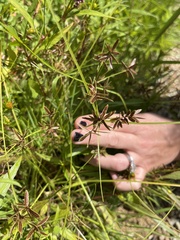 Cyperus bipartitus