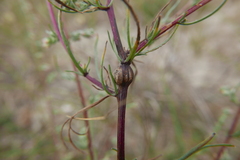 Lasioptera artemisiae