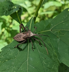 Acanthocephala declivis