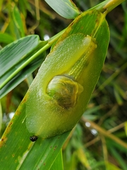 Gaeotis nigrolineata