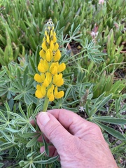 Lupinus luteus