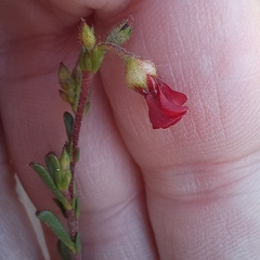 Hermannia joubertiana