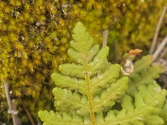 Pentagramma triangularis