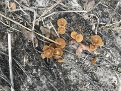 Coltricia cinnamomea