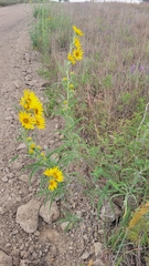 Helianthus maximiliani
