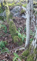 Hymenochaete rubiginosa