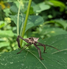 Acanthocephala declivis