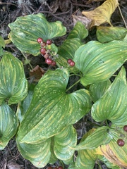 Maianthemum dilatatum