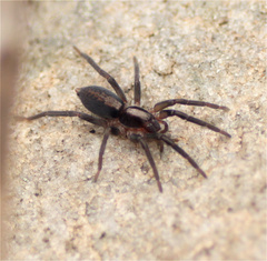 Teminius insularis