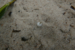 Helicigona lapicida