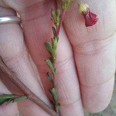 Hermannia joubertiana