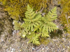 Pentagramma triangularis