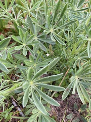 Lupinus luteus