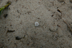 Helicigona lapicida