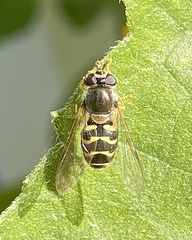 Dasysyrphus creper