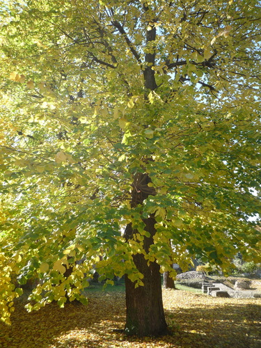 Tilia platyphyllos